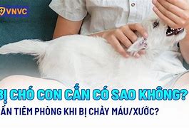 Khi Bị Chó Cắn Có Nên Tiêm Phòng Ngay